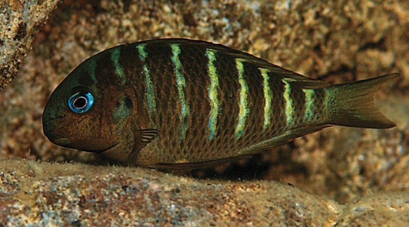 Tropheus sp. 'crescentic' Cape Caramba